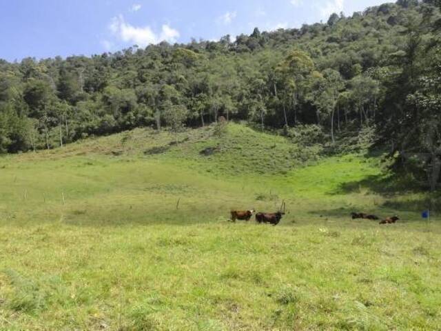 Terreno para Venta en Rionegro - 3