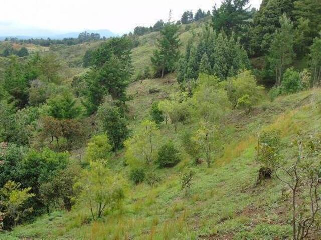 Industrial para Venta en Rionegro - 4