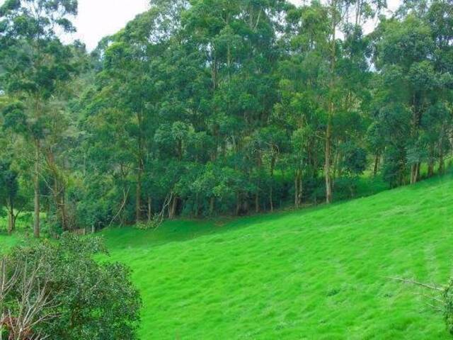 Terreno para Venta en Rionegro - 4