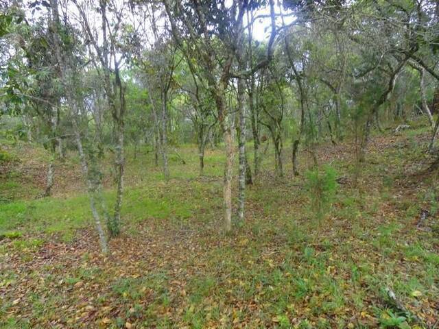 Terreno para Venta en Guarne - 4