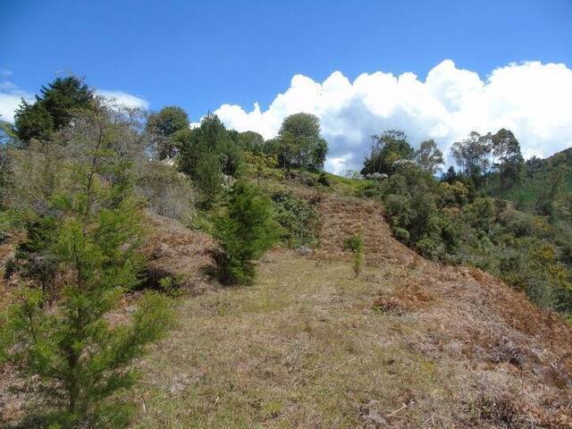 Terreno para Venta en Rionegro - 5