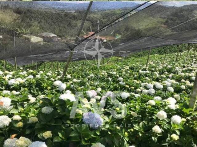 Finca para Venta en Marinilla - 4