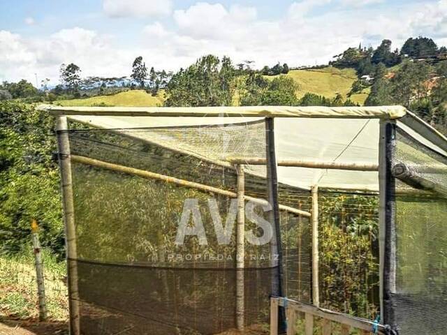 #3203 - Finca para Venta en Rionegro - ANT - 3