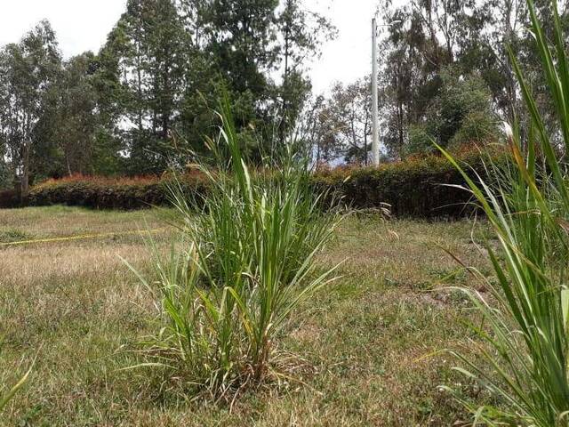 Terreno para Venta en Rionegro - 4