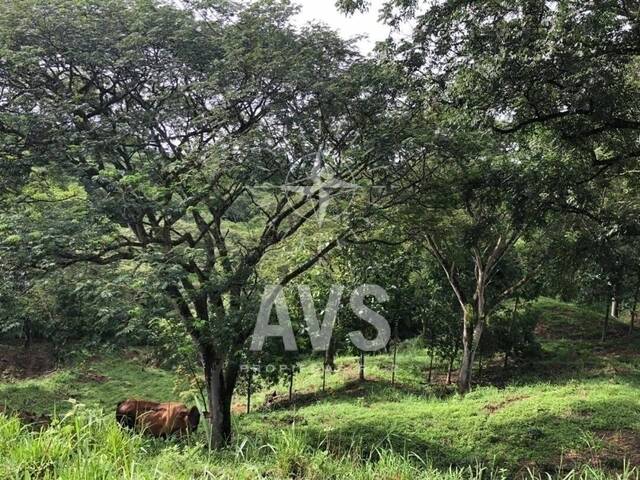 Terreno para Venta en Venecia - 5