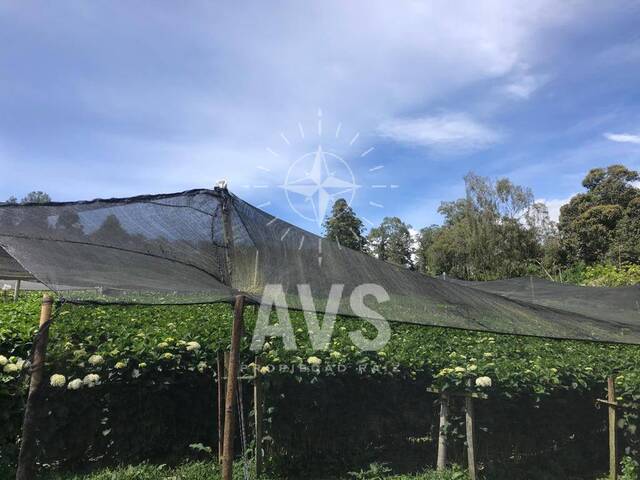 Finca para Venta en Rionegro - 3