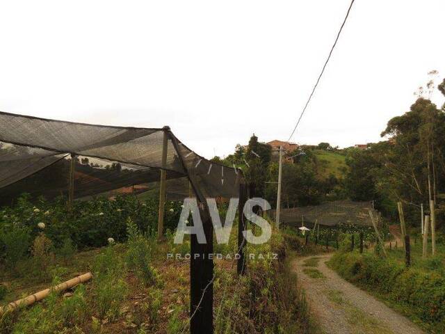 Terreno para Venta en Carmen de Viboral - 5