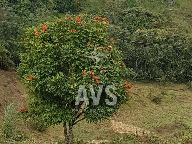 Terreno para Venta en Rionegro - 4