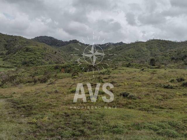 Finca para Venta en Concepción - 4