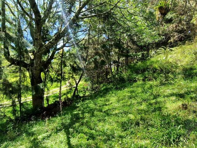 Terreno para Venta en Carmen de Viboral - 4
