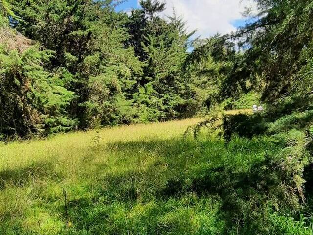 #4357 - Terreno para Venta en Carmen de Viboral - ANT - 3