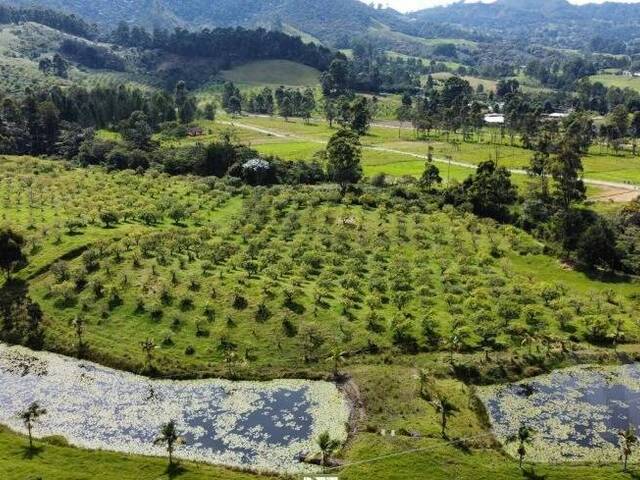 Venta en Sector El Yarumo - La Ceja