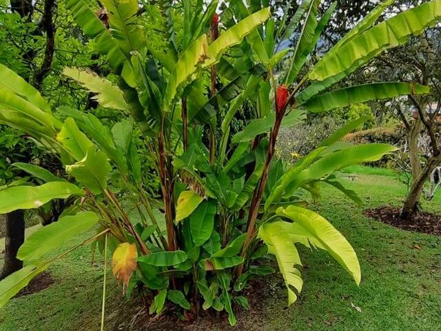 Finca para Venta en Guarne - 4