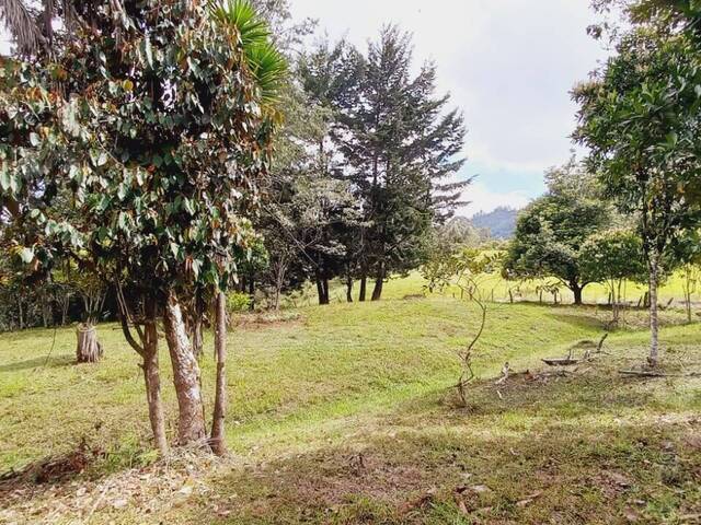 Terreno para Venta en Rionegro - 4