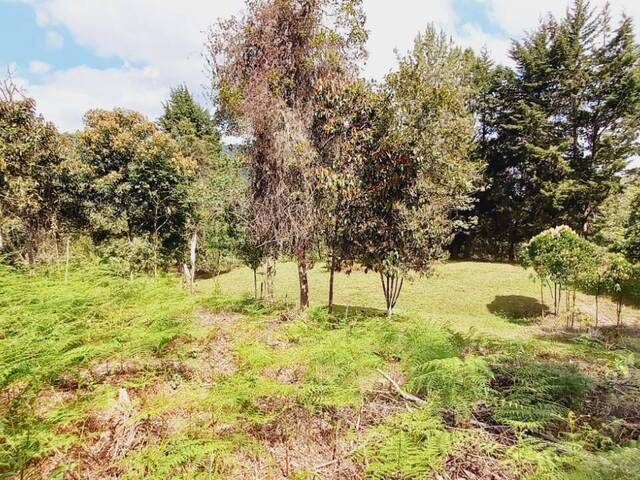 Terreno para Venta en Rionegro - 5