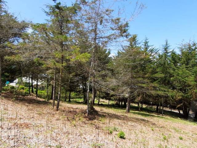 Terreno para Venta en La Ceja - 4