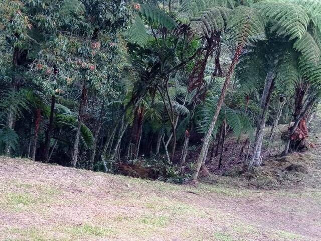 Terreno para Venta en Carmen de Viboral - 4