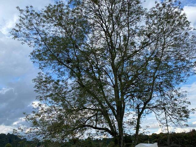 Terreno para Venta en La Ceja - 5