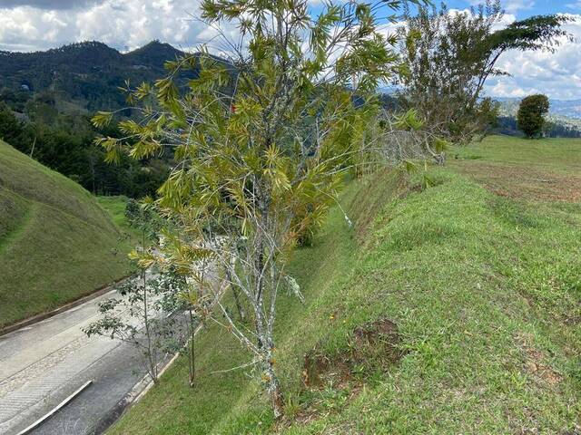 Terreno para Venta en Rionegro - 4