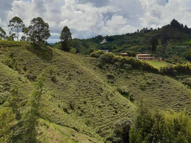 Terreno para Venta en Peñol - 5