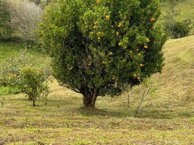 #5136 - Terreno para Venta en Peñol - ANT - 3