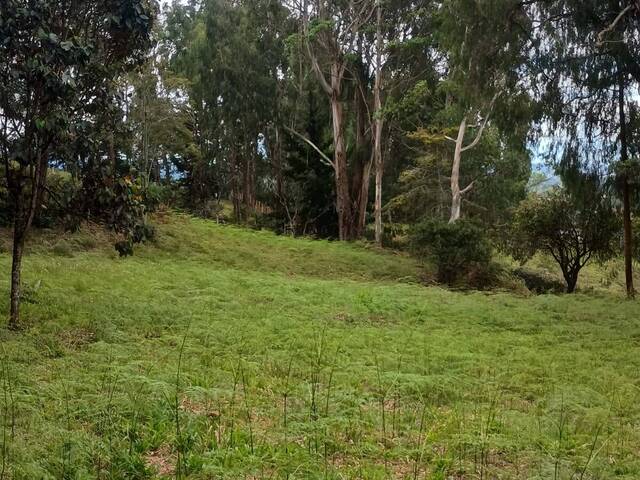 Terreno para Venta en Rionegro - 4