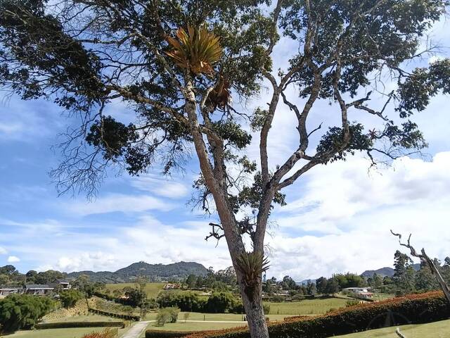 #5231 - Terreno para Venta en Rionegro - ANT - 3