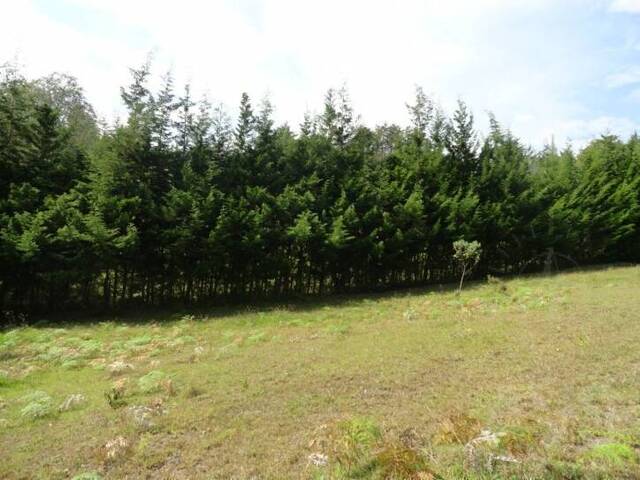 Terreno para Venta en Rionegro - 3