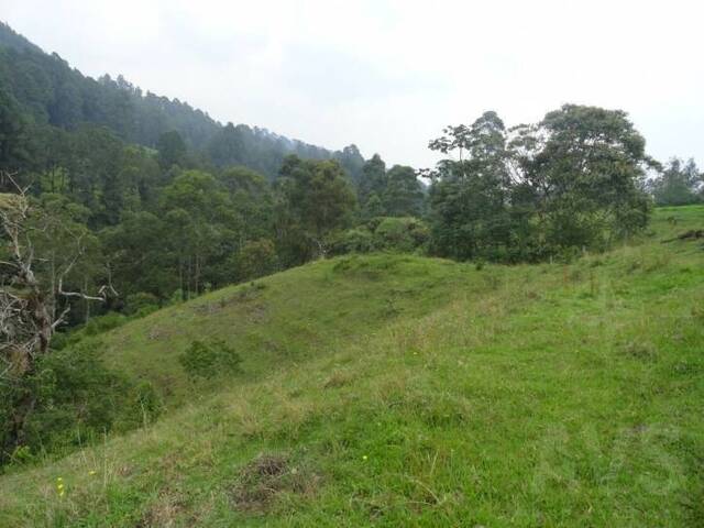 Finca para Venta en Rionegro - 5