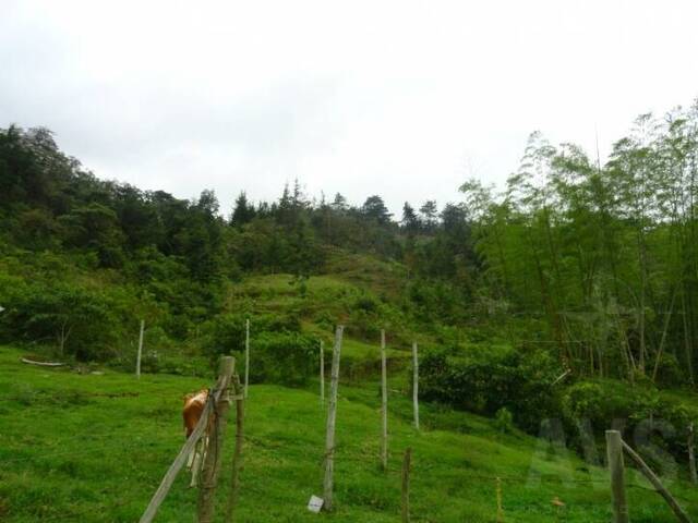 Finca para Venta en Rionegro - 4